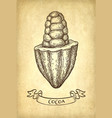 ink sketch of cocoa vector image vector image