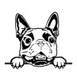 boston terrier svg cute files for cricut vector image