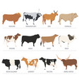 cattle breeding cow bulls breed icon set flat vector image vector image