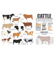 Cattle breeding infographic template flat design Vector Image