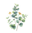 watercolor arrangement with eucalyptus vector image