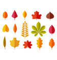 fall leaves colorful autumn leaf chestnut vector image