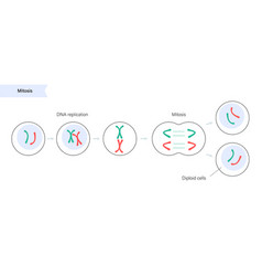 Mitosis cell division Royalty Free Vector Image