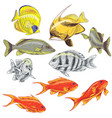 colored reef fishes set vector image