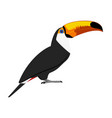 ramphastos toco - toco toucan - side view - flat vector image vector image
