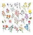 flower collection with leaves floral bouquets vector image vector image