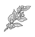 coffee plant tree sketch vector image