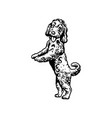 labradoodle mix dog - isolated vector image