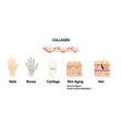 collagenas connective tissues vector image vector image