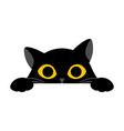 black cute cat is looking straight on white vector image vector image
