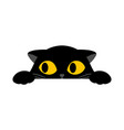 black cute cat is peeking on white background vector image vector image
