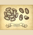 ink sketch of cocoa vector image vector image