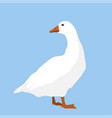 a white goose vector image