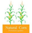 corn stalk vector image