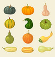 squash vegetable organic plants autumn eating vector image