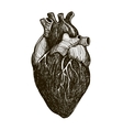 human anatomical heart vector image vector image