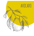 avocado fruit botanical sketch plant vector image vector image