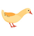 duck or goose farm domestic animals vector image