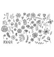 set of cute hand drawn ink flowers and herbs vector image
