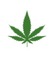 marijuana or cannabis leaf isolated on white vector image