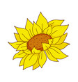sunflower bud colorful botanical hand drawn vector image vector image