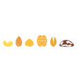 nut vector image vector image