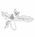 hand drawn magnolia flowers branch vector image vector image