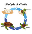 diagram showing life cycle sea turtle vector image