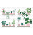 house plant shelves with potted flowers and cacti vector image