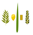 sukkot judaic holiday traditional symbols vector image