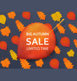 autumn sale discount background with a red yellow vector image