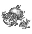 pomegranate split open fruit seeds sketch hatching vector image