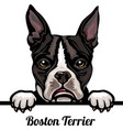 boston terrier - color peeking dogs dog breed vector image