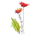 drawing herbs and flowers vector image
