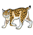 lynx on white vector image