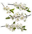 set of blossoming cherry branches vector image