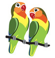 cartoon fischer lovebirds vector image vector image