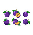 cartoon plums on white vector image vector image