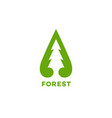 spruce logo vector image