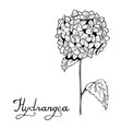 hydrangea flower botany vector image