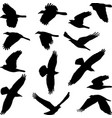 birds silhouettes vector image