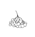 rowan bunch coloring book vector image vector image