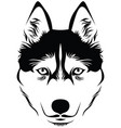 husky face vector image