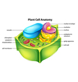 Diagram showing anatomy of plant cell Royalty Free Vector