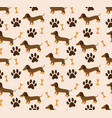 seamless pattern in dachshund for print vector image