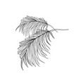 palm leaves hand drawn ink vector image