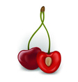 fresh red cherries vector image