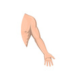 human male arm left side vector image vector image