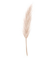 pampas grass branches dry feathery head plumes vector image vector image