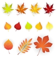 set of colorful autumn leaves vector image vector image
